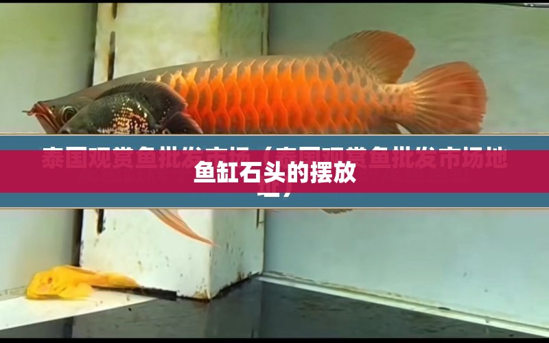 魚缸石頭的擺放 水族問答