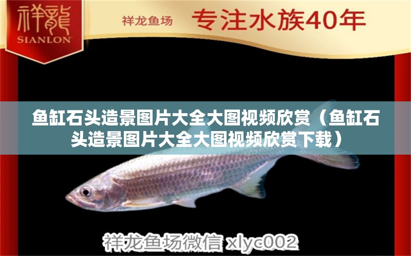 魚缸石頭造景圖片大全大圖視頻欣賞（魚缸石頭造景圖片大全大圖視頻欣賞下載）