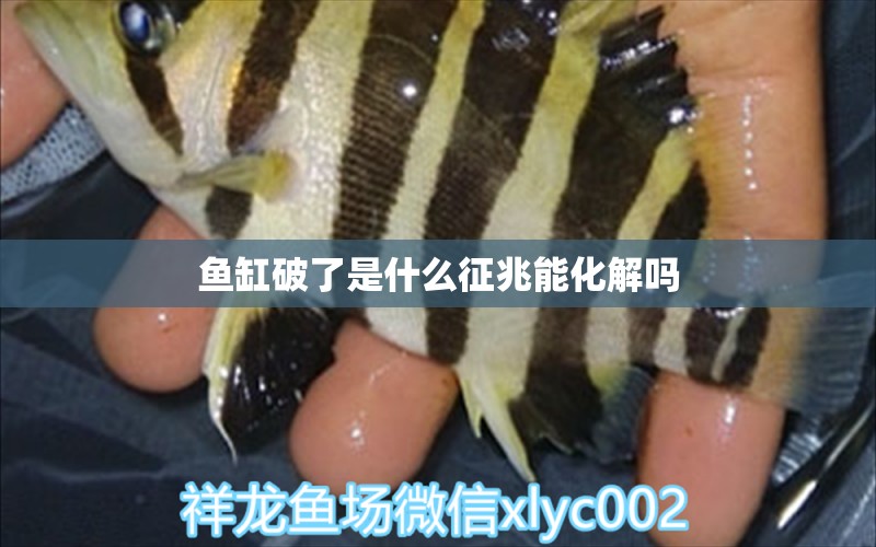 魚(yú)缸破了是什么征兆能化解嗎 祥龍魚(yú)場(chǎng)