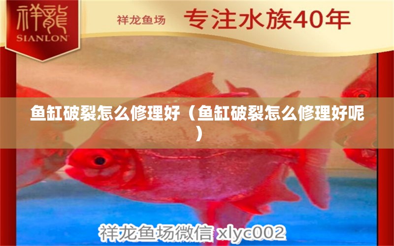 魚缸破裂怎么修理好（魚缸破裂怎么修理好呢）