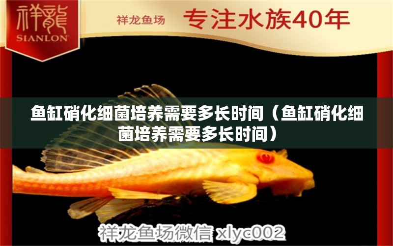 魚缸硝化細(xì)菌培養(yǎng)需要多長時間（魚缸硝化細(xì)菌培養(yǎng)需要多長時間）