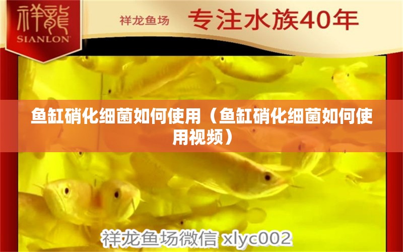 魚缸硝化細(xì)菌如何使用（魚缸硝化細(xì)菌如何使用視頻） 硝化細(xì)菌