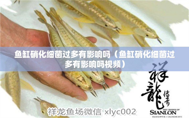 魚缸硝化細(xì)菌過多有影響嗎（魚缸硝化細(xì)菌過多有影響嗎視頻） 硝化細(xì)菌