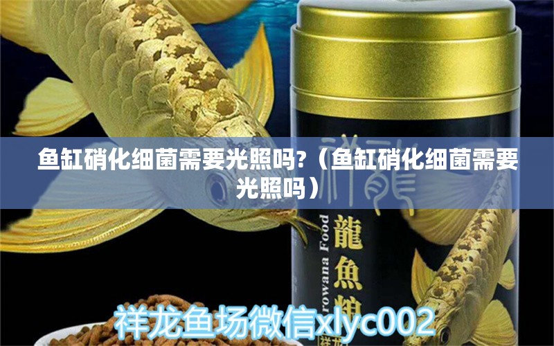 魚(yú)缸硝化細(xì)菌需要光照嗎?（魚(yú)缸硝化細(xì)菌需要光照嗎） 硝化細(xì)菌