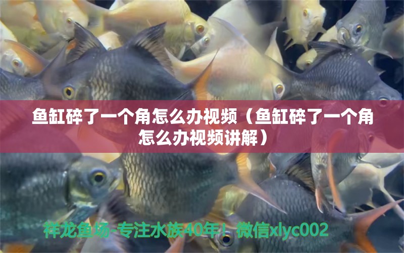 魚缸碎了一個角怎么辦視頻（魚缸碎了一個角怎么辦視頻講解） 魚缸/水族箱