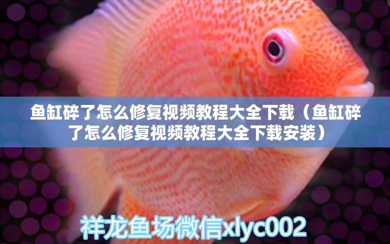 魚缸碎了怎么修復(fù)視頻教程大全下載（魚缸碎了怎么修復(fù)視頻教程大全下載安裝）