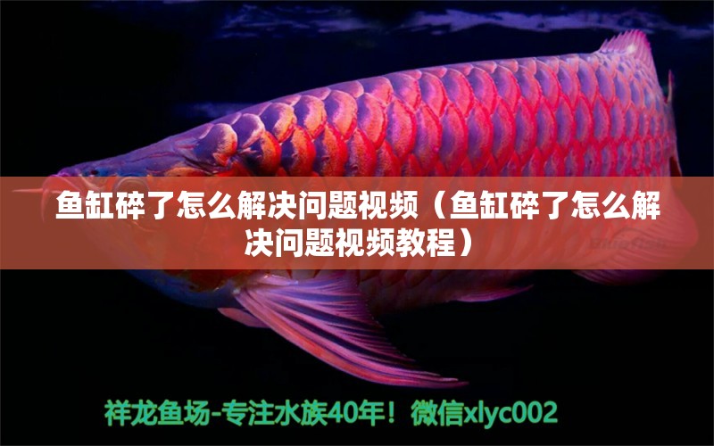 魚缸碎了怎么解決問題視頻（魚缸碎了怎么解決問題視頻教程）