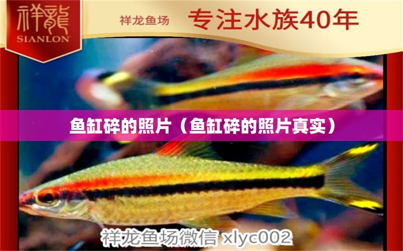 魚缸碎的照片（魚缸碎的照片真實(shí)） 量子養(yǎng)魚技術(shù)