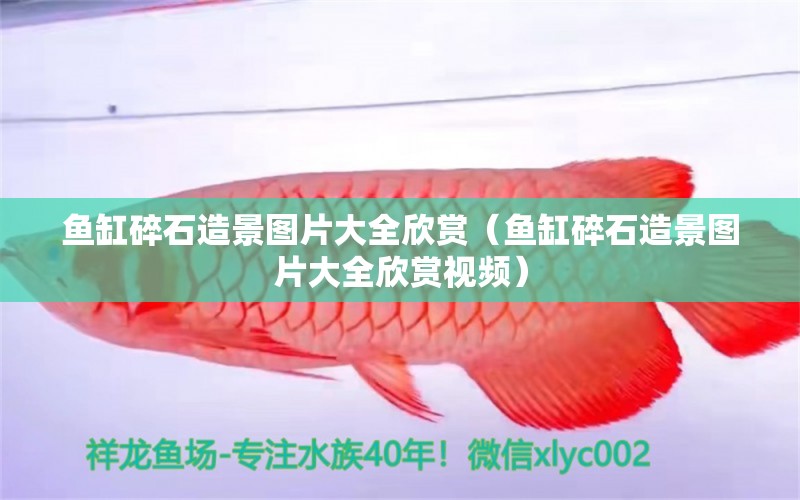 魚缸碎石造景圖片大全欣賞（魚缸碎石造景圖片大全欣賞視頻） 祥龍水族醫(yī)院