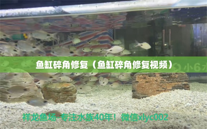 魚缸碎角修復(fù)（魚缸碎角修復(fù)視頻）