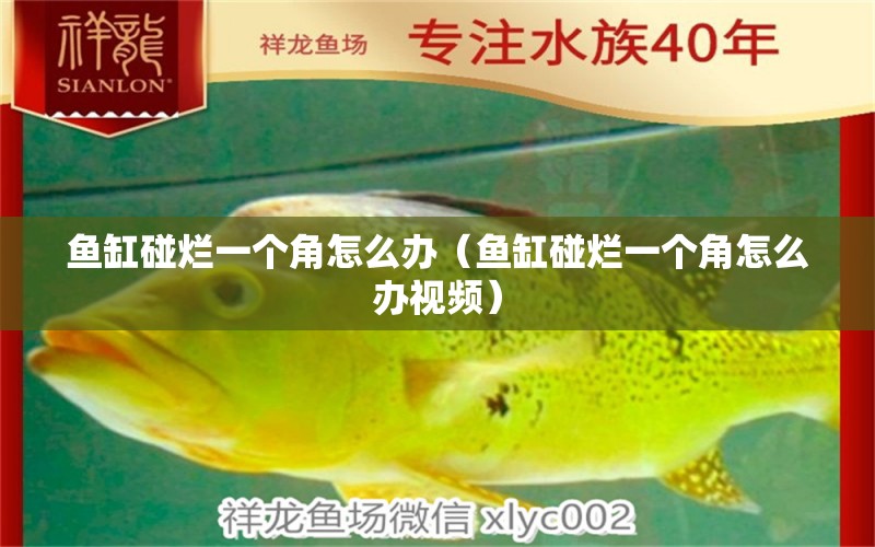 魚缸碰爛一個角怎么辦（魚缸碰爛一個角怎么辦視頻）