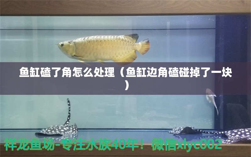 魚缸磕了角怎么處理（魚缸邊角磕碰掉了一塊） 黑云魚