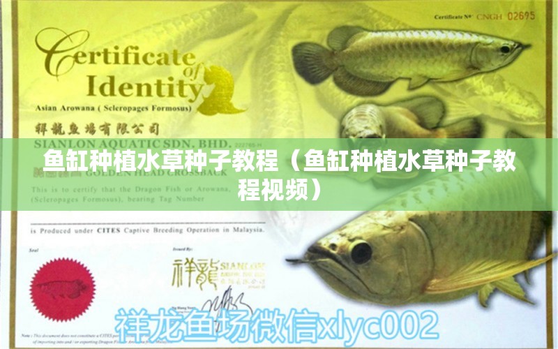 魚(yú)缸種植水草種子教程（魚(yú)缸種植水草種子教程視頻） 水草