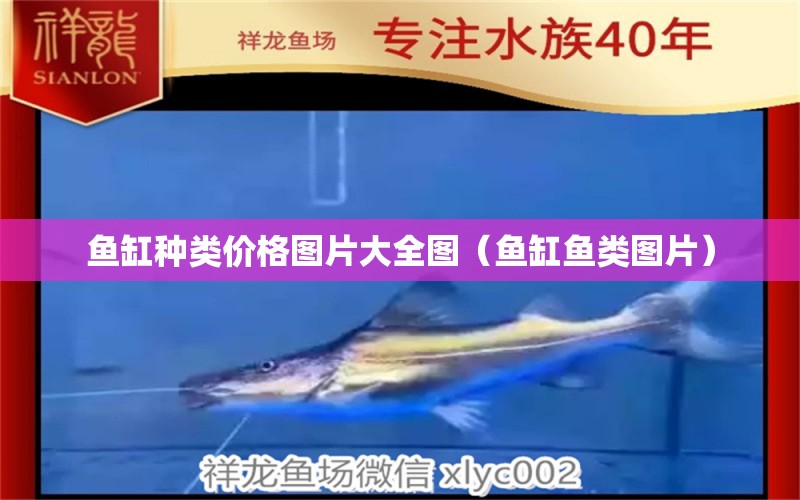 魚缸種類價(jià)格圖片大全圖（魚缸魚類圖片）