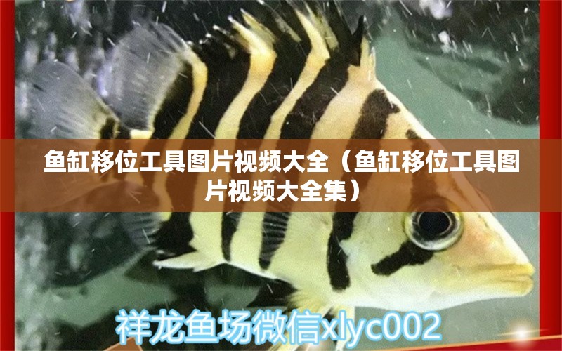 魚缸移位工具圖片視頻大全（魚缸移位工具圖片視頻大全集）