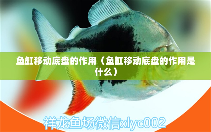 魚缸移動(dòng)底盤的作用（魚缸移動(dòng)底盤的作用是什么）