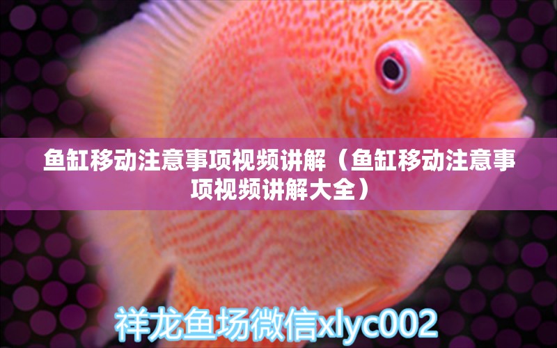 魚缸移動注意事項(xiàng)視頻講解（魚缸移動注意事項(xiàng)視頻講解大全）