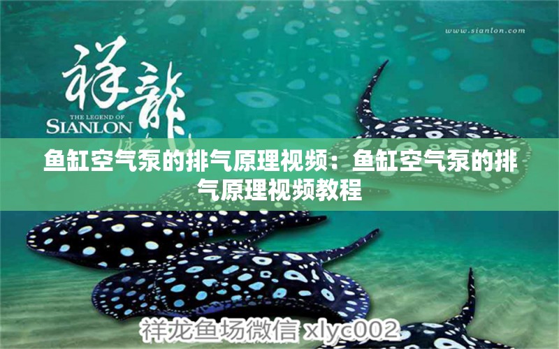 魚缸空氣泵的排氣原理視頻：魚缸空氣泵的排氣原理視頻教程