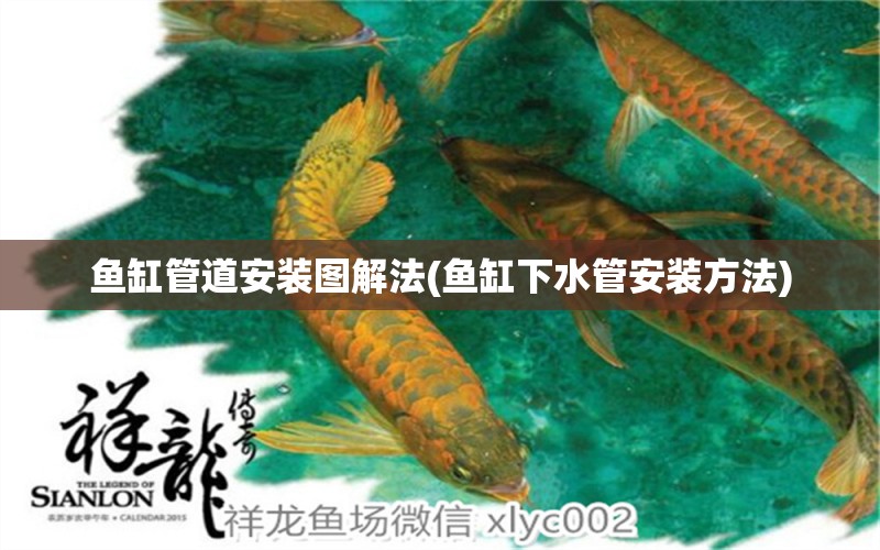 魚缸管道安裝圖解法(魚缸下水管安裝方法) 圖騰金龍魚