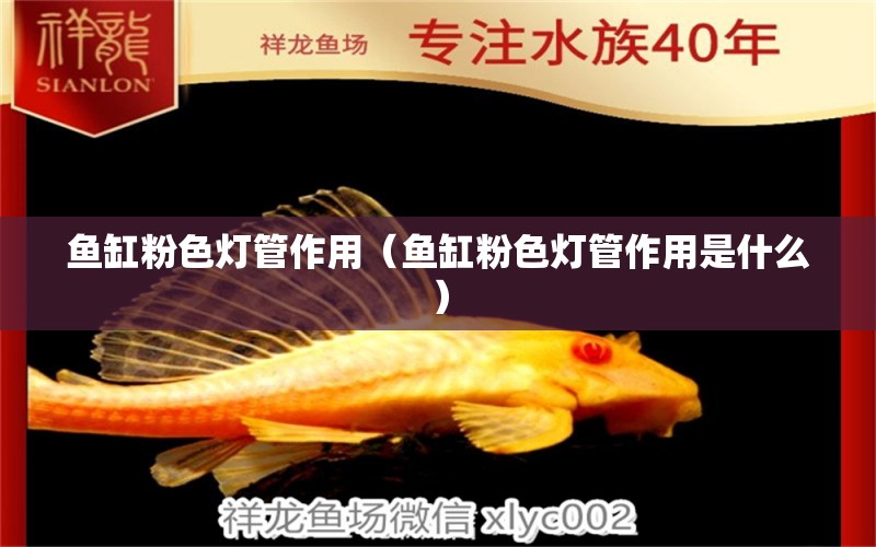 魚缸粉色燈管作用（魚缸粉色燈管作用是什么） 白子黑帝王魟魚