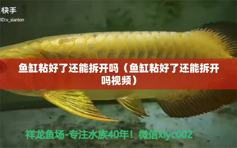 魚缸粘好了還能拆開嗎（魚缸粘好了還能拆開嗎視頻） 祥龍水族醫(yī)院