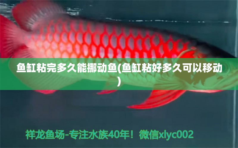 魚缸粘完多久能挪動(dòng)魚(魚缸粘好多久可以移動(dòng)) 斑馬鴨嘴魚