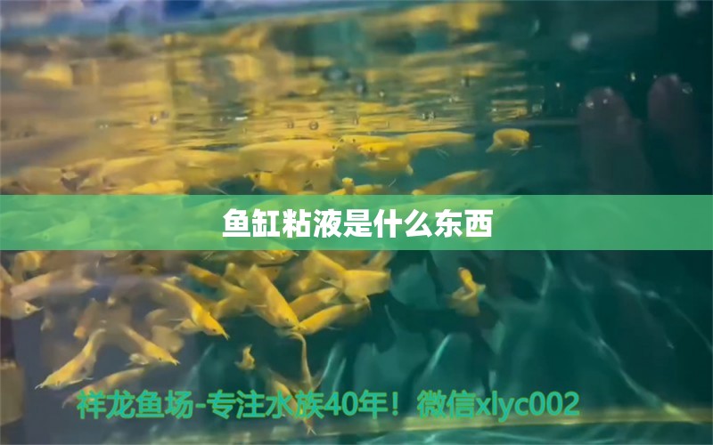 魚缸粘液是什么東西 祥龍魚場