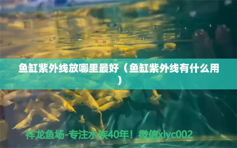 魚(yú)缸紫外線放哪里最好（魚(yú)缸紫外線有什么用） 黃金夢(mèng)幻雷龍魚(yú)