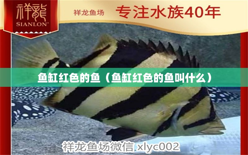 魚缸紅色的魚（魚缸紅色的魚叫什么）