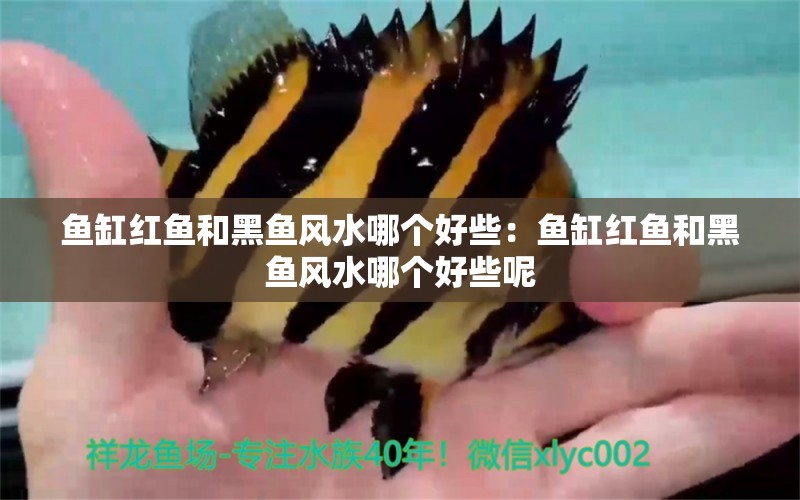 魚(yú)缸紅魚(yú)和黑魚(yú)風(fēng)水哪個(gè)好些：魚(yú)缸紅魚(yú)和黑魚(yú)風(fēng)水哪個(gè)好些呢 魚(yú)缸風(fēng)水