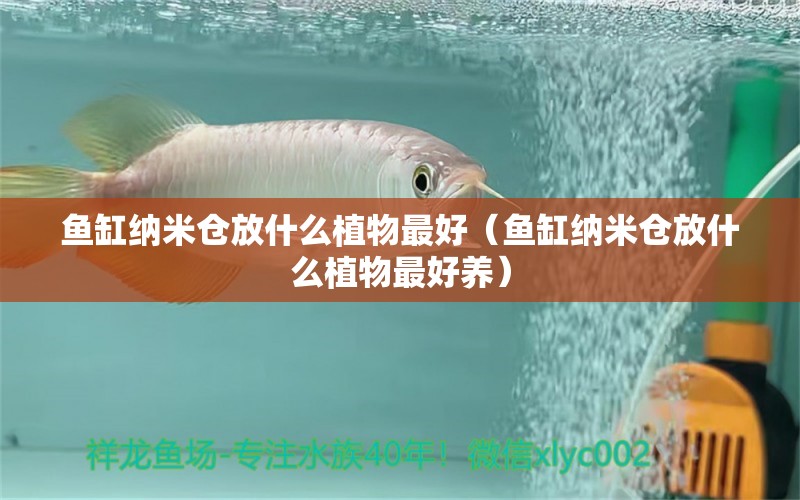 魚缸納米倉放什么植物最好（魚缸納米倉放什么植物最好養(yǎng)）