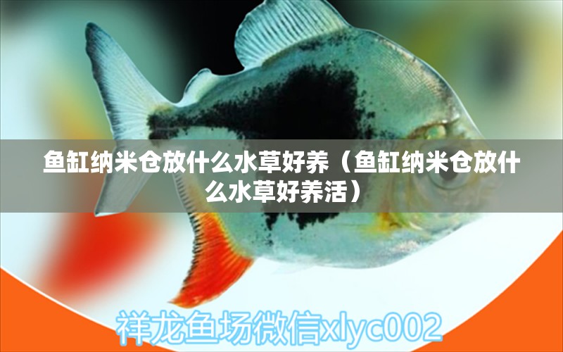 魚缸納米倉放什么水草好養(yǎng)（魚缸納米倉放什么水草好養(yǎng)活）