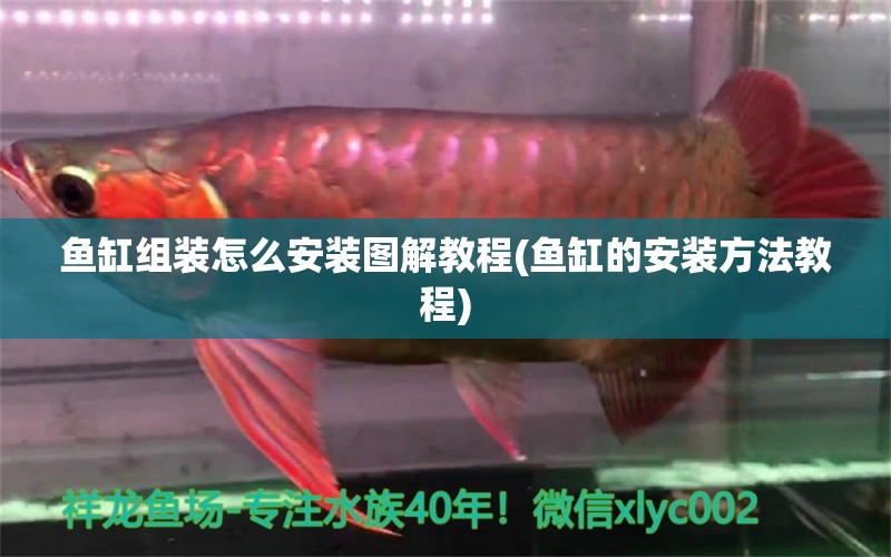 魚缸組裝怎么安裝圖解教程(魚缸的安裝方法教程) 祥龍傳奇品牌魚缸