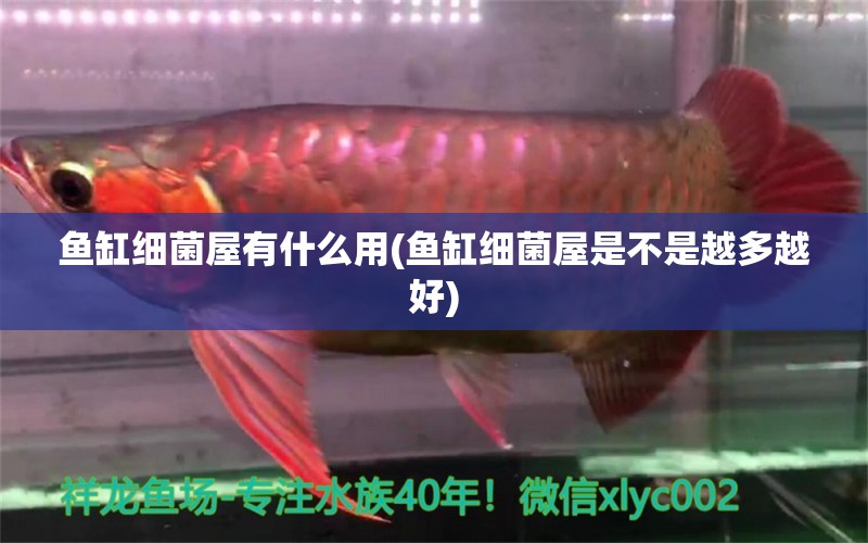 魚缸細菌屋有什么用(魚缸細菌屋是不是越多越好) 廣州祥龍國際水族貿易