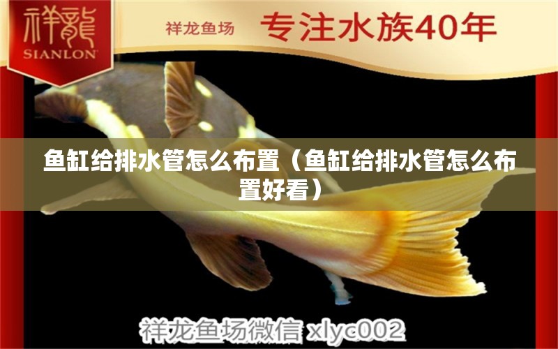 魚缸給排水管怎么布置（魚缸給排水管怎么布置好看）