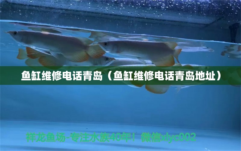 魚缸維修電話青島（魚缸維修電話青島地址）