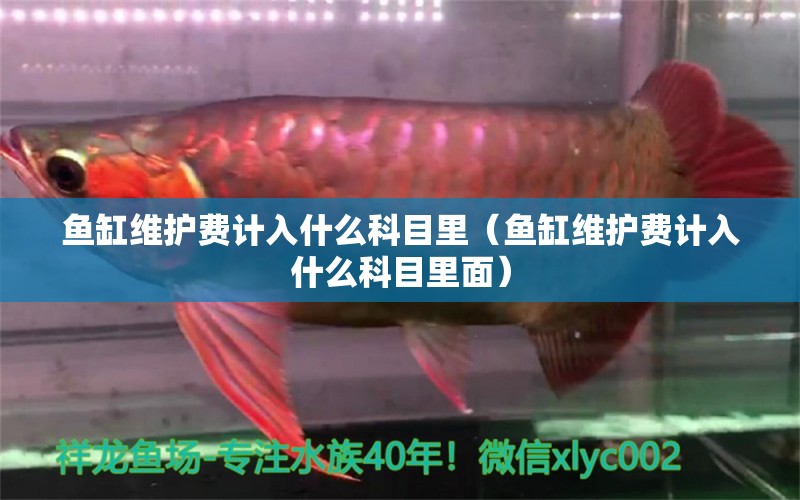 魚缸維護(hù)費計入什么科目里（魚缸維護(hù)費計入什么科目里面）