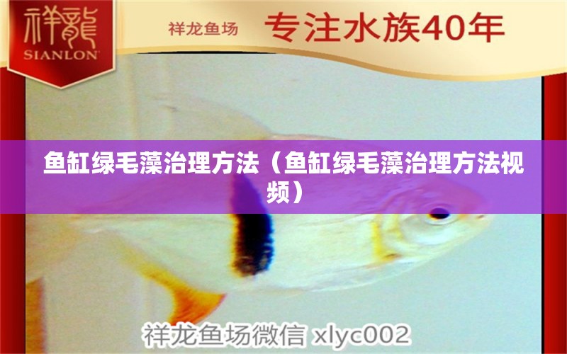 魚缸綠毛藻治理方法（魚缸綠毛藻治理方法視頻） 量子養(yǎng)魚技術(shù)