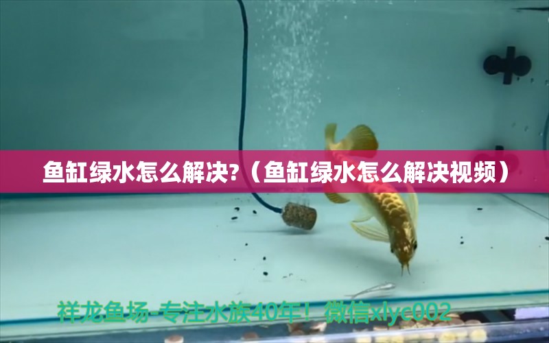 魚缸綠水怎么解決?（魚缸綠水怎么解決視頻） 大白鯊魚苗