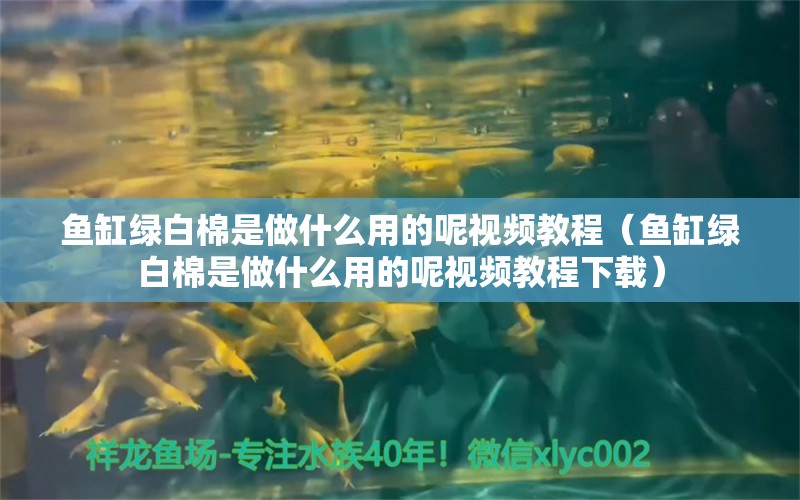 魚缸綠白棉是做什么用的呢視頻教程（魚缸綠白棉是做什么用的呢視頻教程下載）