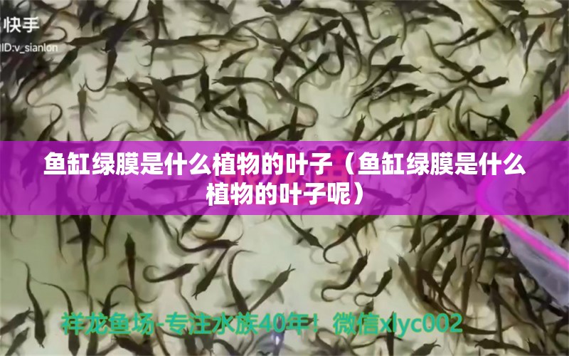 魚缸綠膜是什么植物的葉子（魚缸綠膜是什么植物的葉子呢）