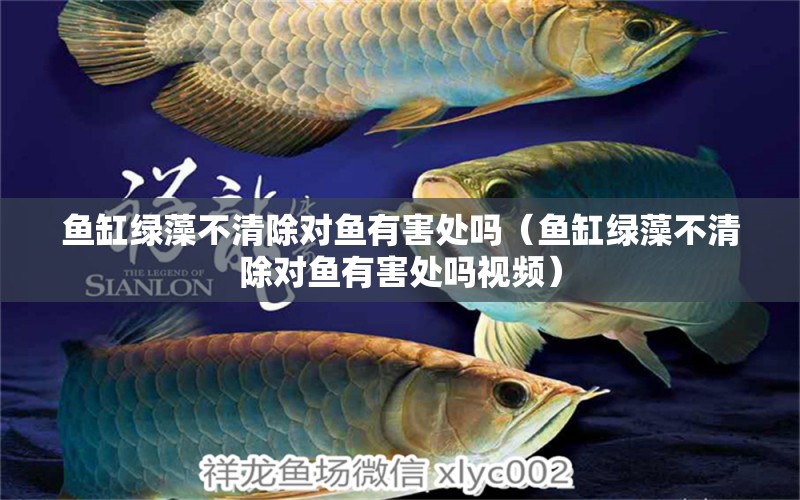 魚缸綠藻不清除對(duì)魚有害處嗎（魚缸綠藻不清除對(duì)魚有害處嗎視頻）