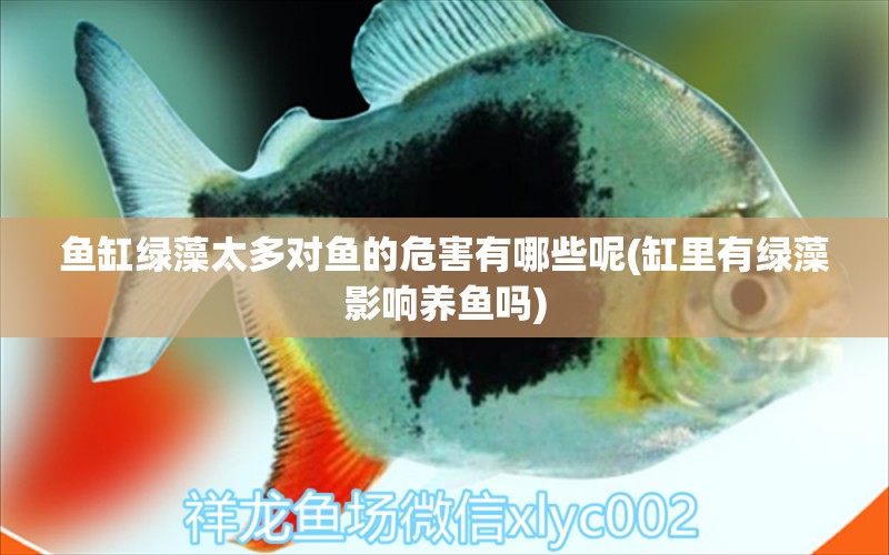 魚缸綠藻太多對(duì)魚的危害有哪些呢(缸里有綠藻影響?zhàn)B魚嗎) 高背金龍魚