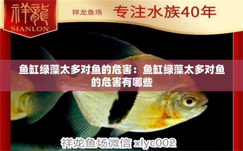 魚缸綠藻太多對(duì)魚的危害：魚缸綠藻太多對(duì)魚的危害有哪些