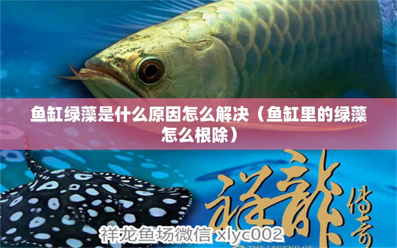 魚缸綠藻是什么原因怎么解決（魚缸里的綠藻怎么根除） 養(yǎng)魚知識 第1張