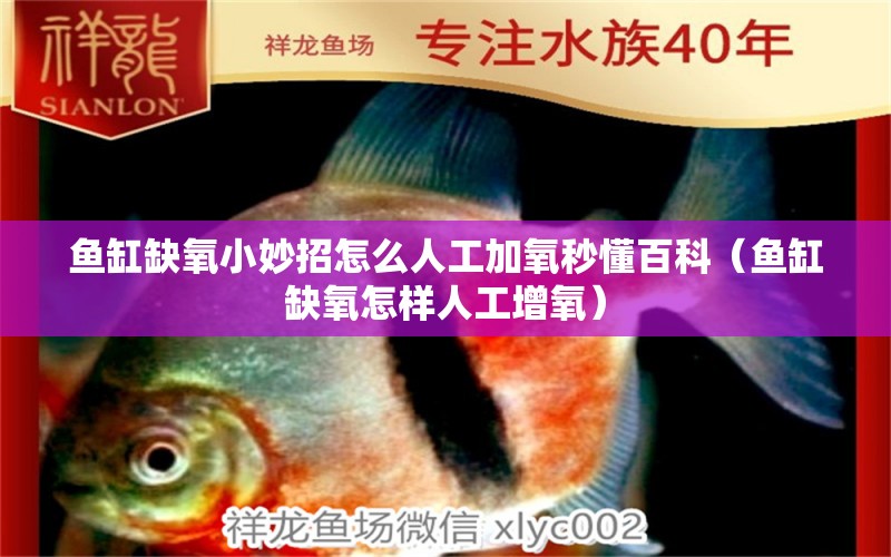 魚缸缺氧小妙招怎么人工加氧秒懂百科（魚缸缺氧怎樣人工增氧） 祥龍水族醫(yī)院