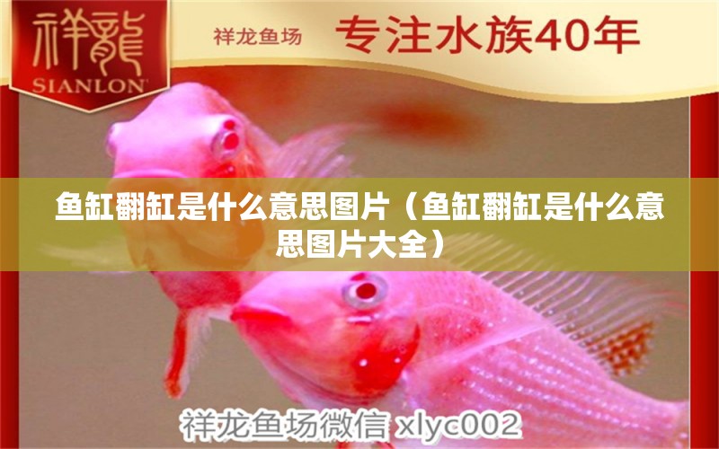 魚缸翻缸是什么意思圖片（魚缸翻缸是什么意思圖片大全）