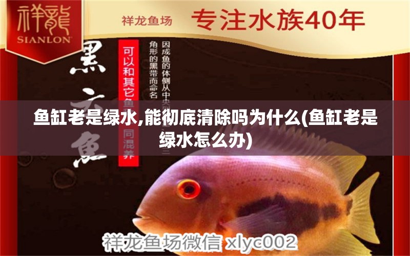 魚缸老是綠水,能徹底清除嗎為什么(魚缸老是綠水怎么辦) 黑金魟魚