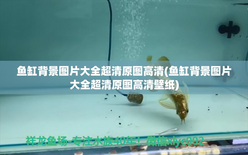 魚缸背景圖片大全超清原圖高清(魚缸背景圖片大全超清原圖高清壁紙) 魚缸水質(zhì)穩(wěn)定劑