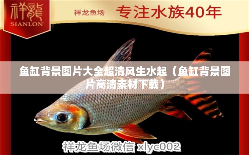 魚缸背景圖片大全超清風生水起（魚缸背景圖片高清素材下載） 金三間魚